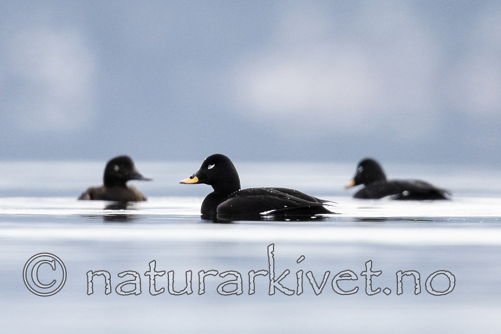 BB_20190302_0229 / Melanitta fusca / Sjøorre