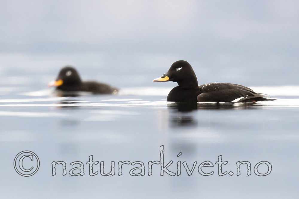 BB_20190302_0289 / Melanitta fusca / Sjøorre
