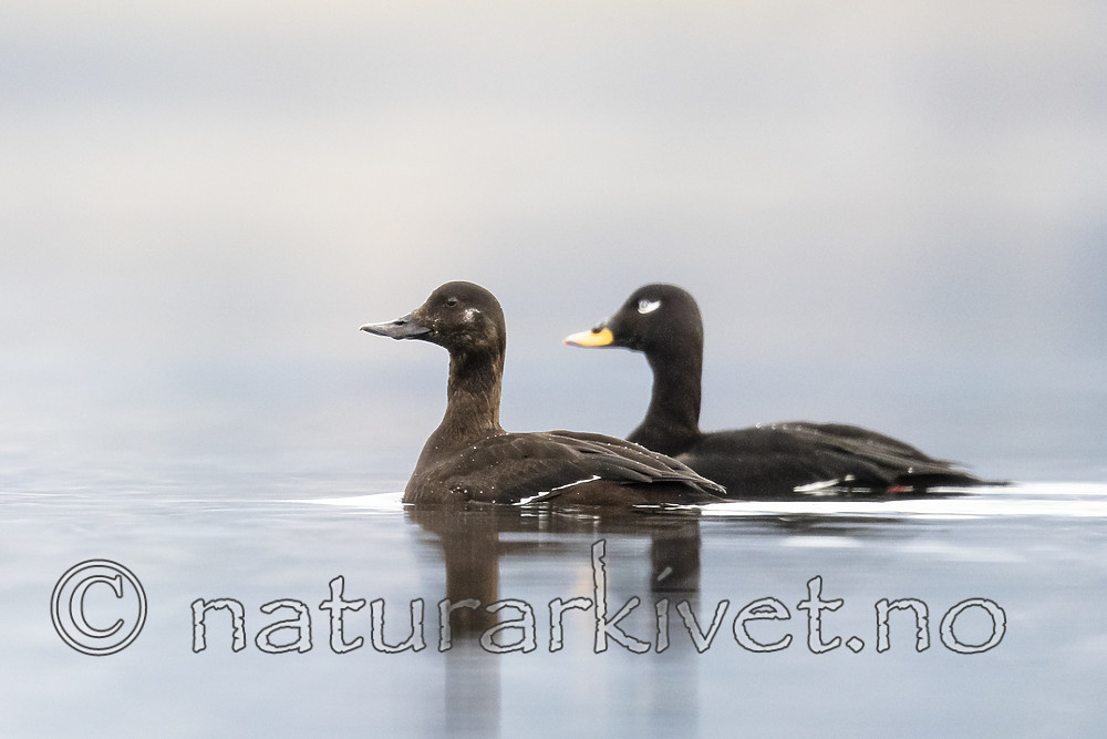 BB_20190302_0324 / Melanitta fusca / Sjøorre