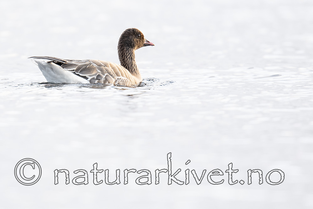BB_20190325_0047 / Anser brachyrhynchus / Kortnebbgås