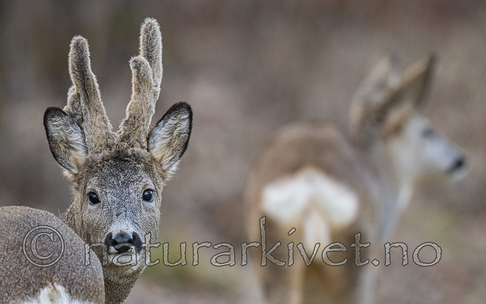 BB_20190325_0082 / Capreolus capreolus / Rådyr