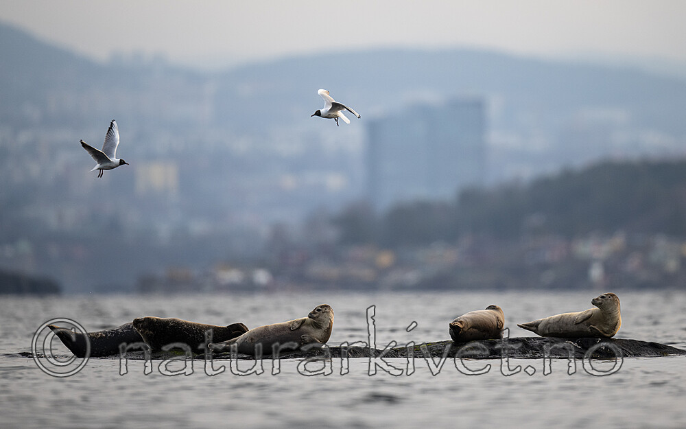 BB_20190406_0175 / Phoca vitulina / Steinkobbe