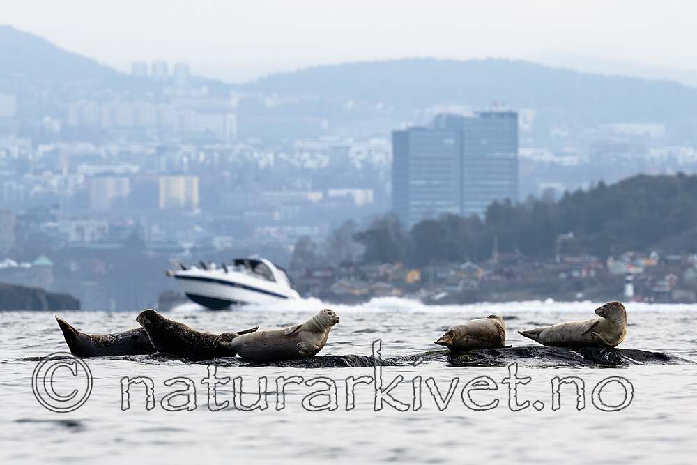 BB_20190406_0232 / Phoca vitulina / Steinkobbe