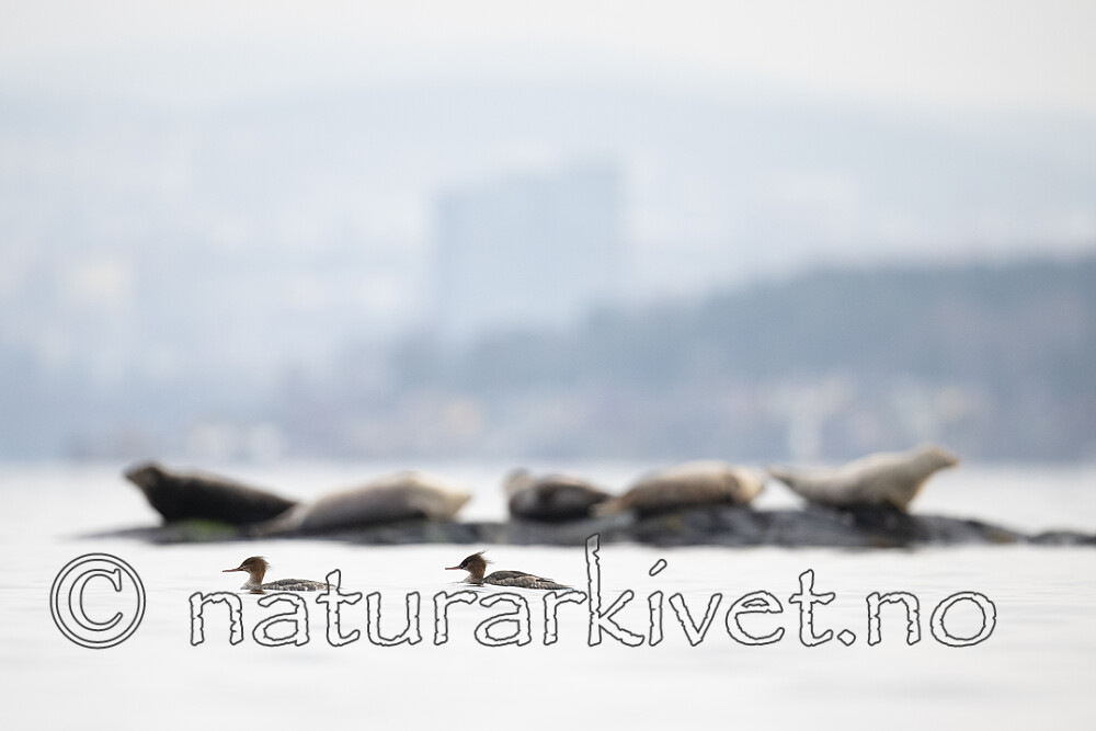 BB_20190406_0391 / Mergus serrator / Siland <br /> Phoca vitulina / Steinkobbe