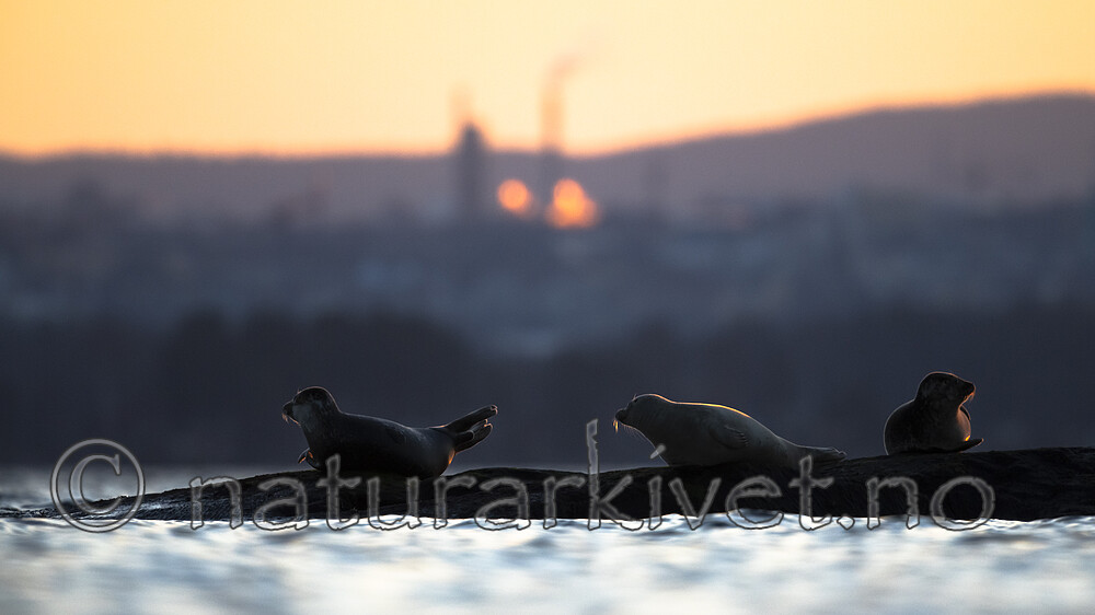 BB_20190407_0139 / Phoca vitulina / Steinkobbe