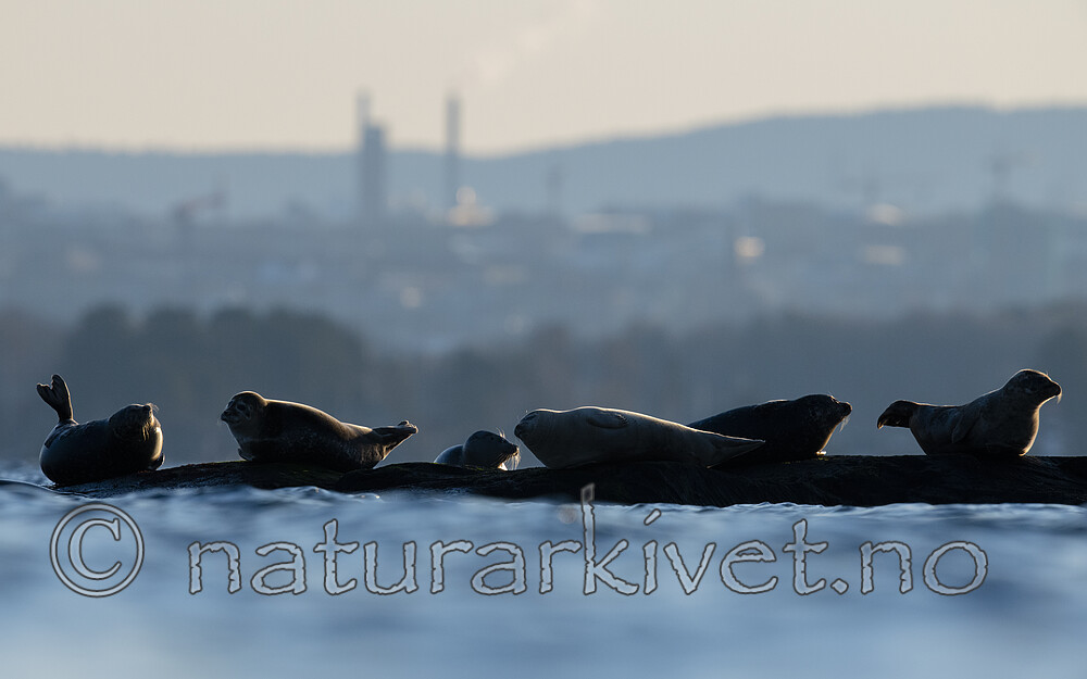 BB_20190407_0605 / Phoca vitulina / Steinkobbe