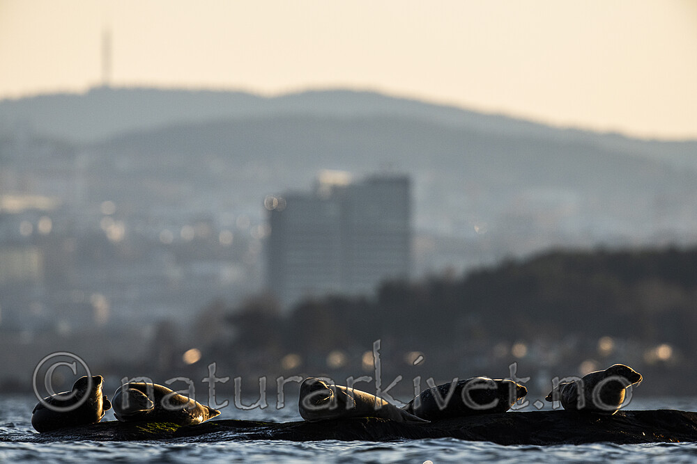 BB_20190407_0660 / Phoca vitulina / Steinkobbe