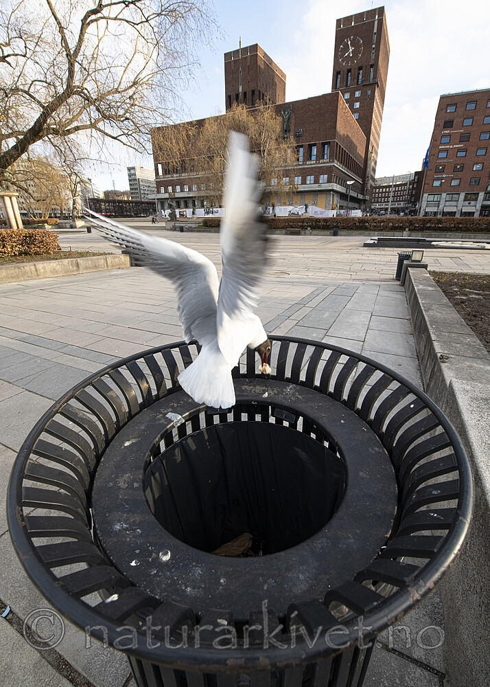 BB_20190411_0023 / Chroicocephalus ridibundus / Hettemåke