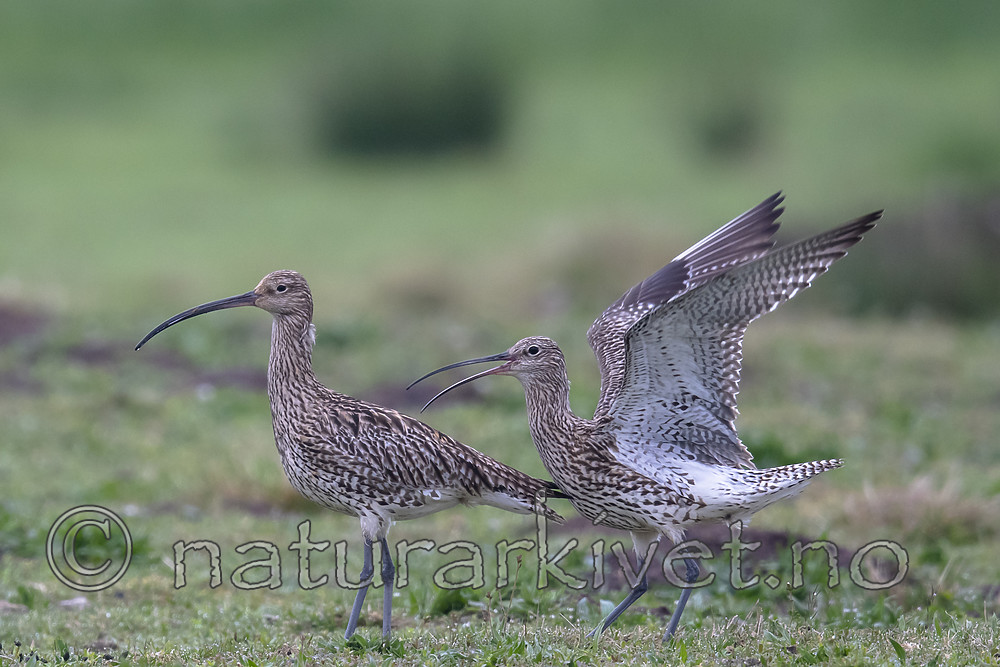 BB_20190501_0169 / Numenius arquata / Storspove