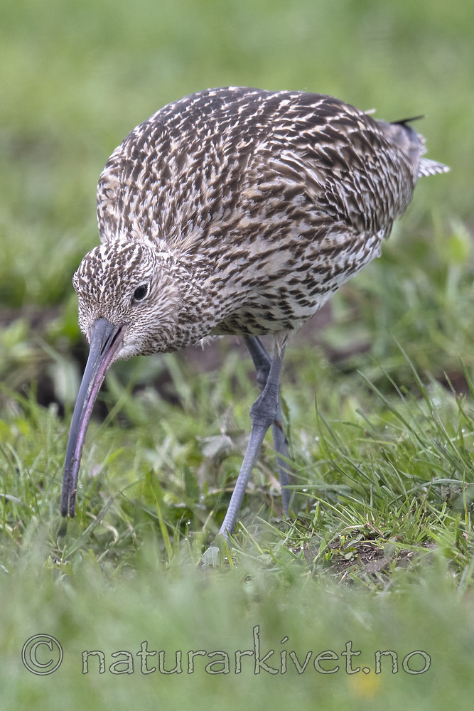 BB_20190501_0390 / Numenius arquata / Storspove
