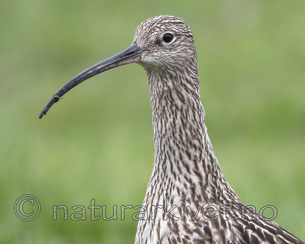 BB_20190501_0418 / Numenius arquata / Storspove