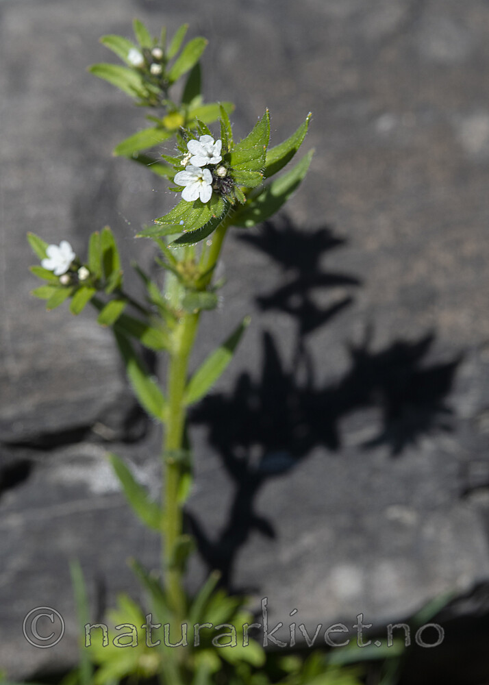 BB_20190514_0035 / Buglossoides arvensis / åkersteinfrø