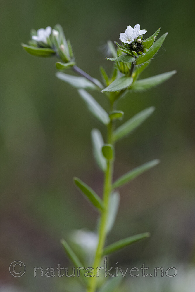 BB_20190515_0032 / Buglossoides arvensis / åkersteinfrø