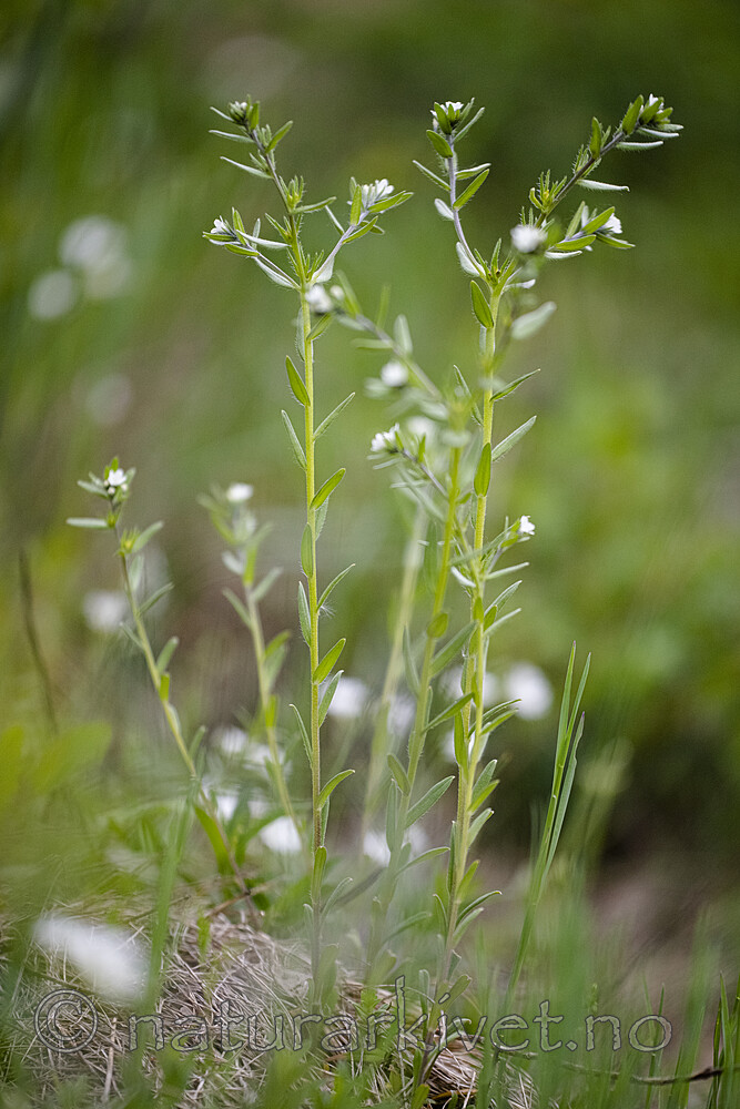 BB_20190515_0038 / Buglossoides arvensis / åkersteinfrø