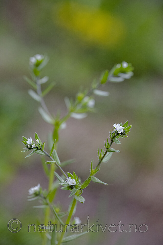 BB_20190515_0056 / Buglossoides arvensis / åkersteinfrø