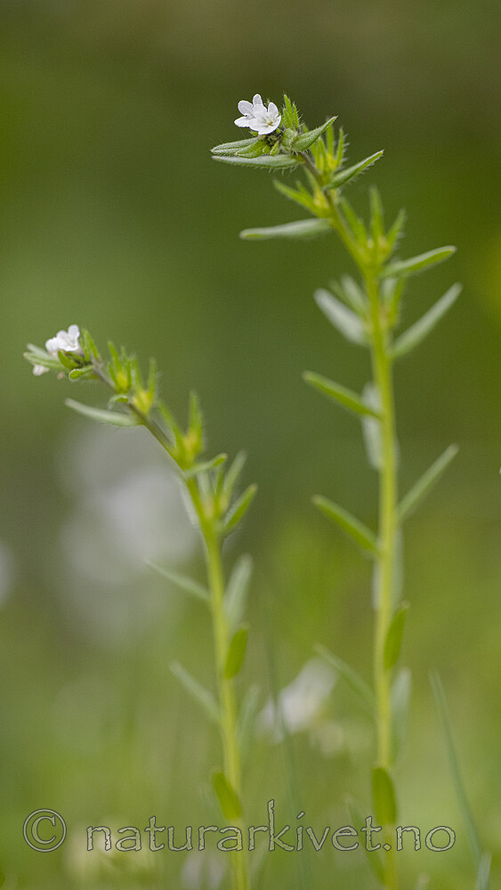 BB_20190515_0078 / Buglossoides arvensis / åkersteinfrø