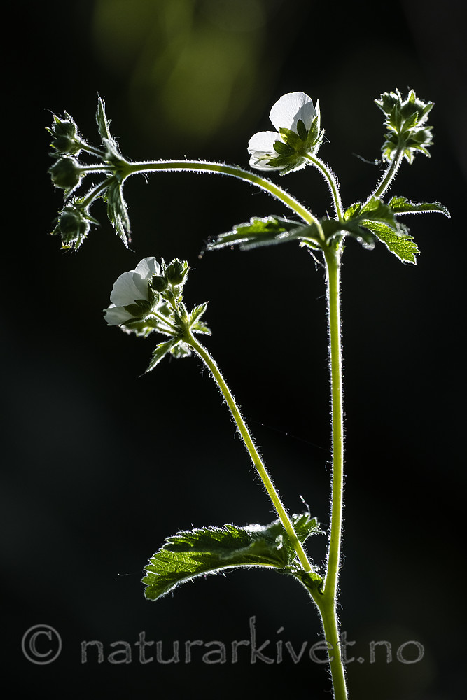 BB_20190525_0135 / Drymocallis rupestris / Hvitmure