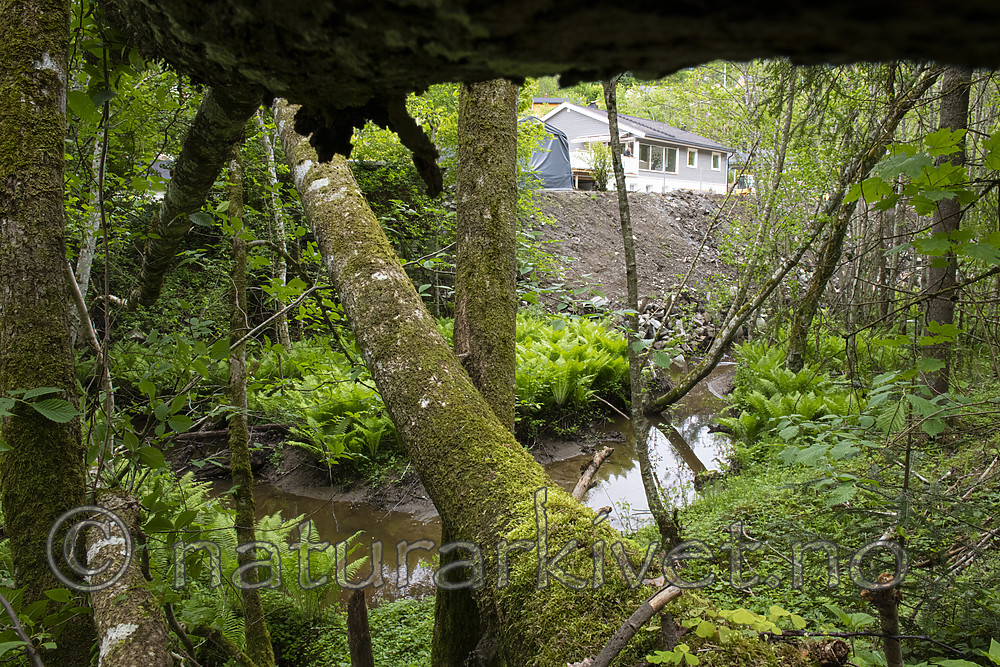 BB_20190526_0113 / Alnus incana / Gråor <br /> Matteuccia struthiopteris / Strutseving