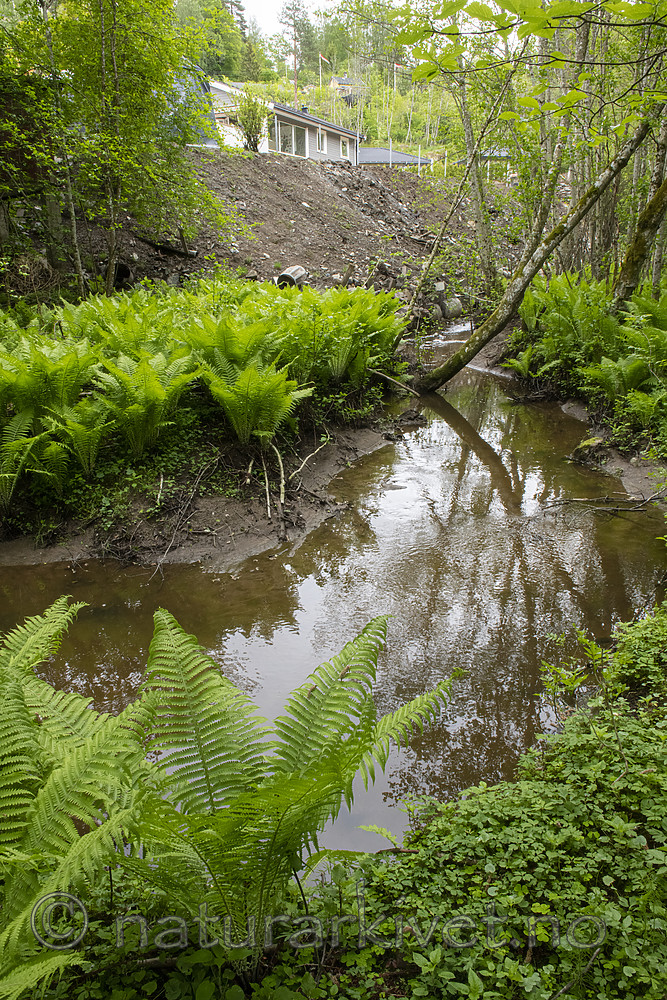 BB_20190526_0125 / Alnus incana / Gråor <br /> Matteuccia struthiopteris / Strutseving