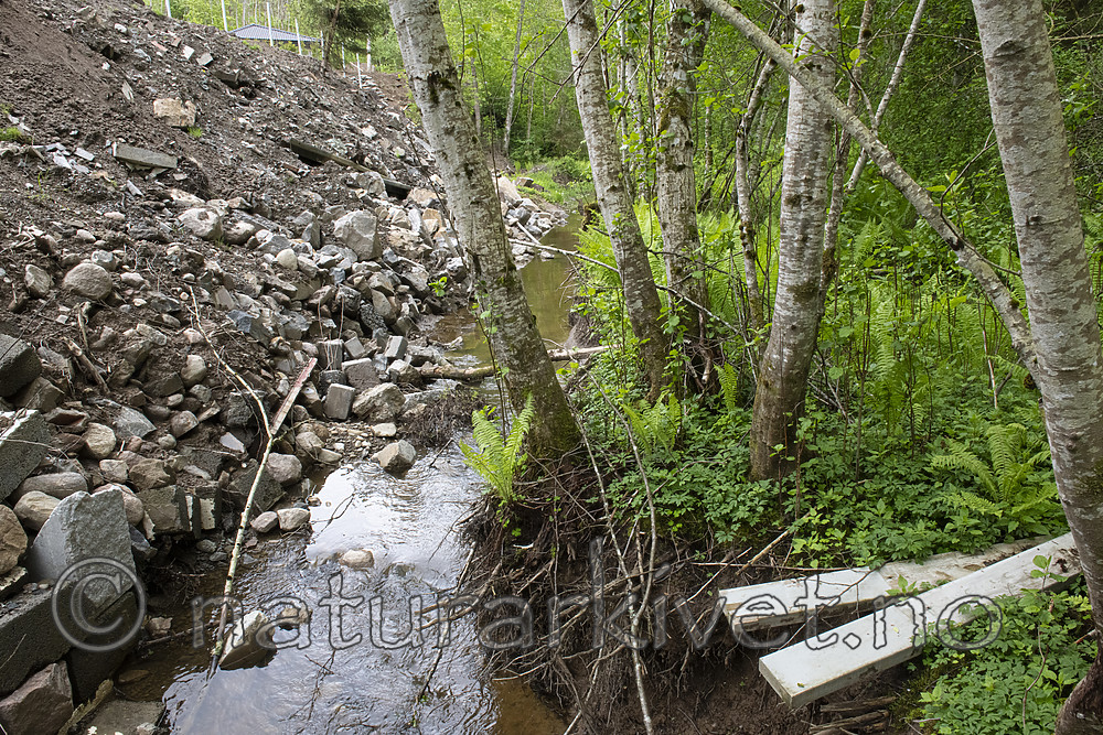 BB_20190526_0132 / Alnus incana / Gråor <br /> Matteuccia struthiopteris / Strutseving