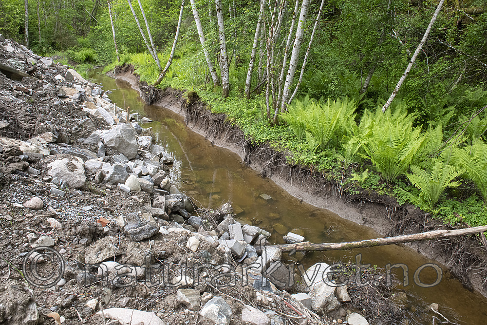 BB_20190526_0159 / Alnus incana / Gråor <br /> Matteuccia struthiopteris / Strutseving
