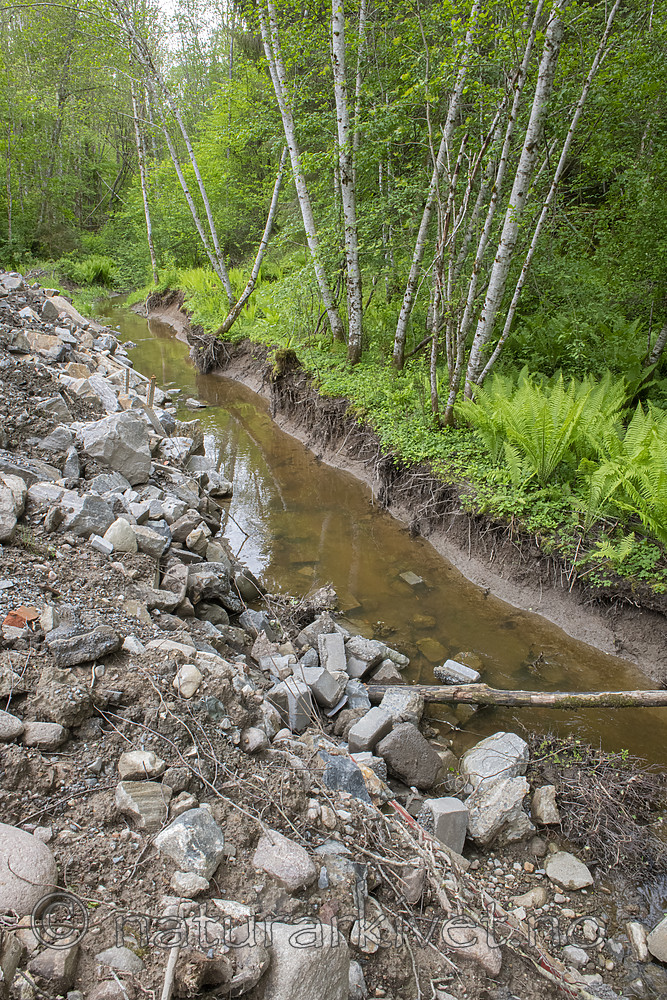 BB_20190526_0164 / Alnus incana / Gråor <br /> Matteuccia struthiopteris / Strutseving