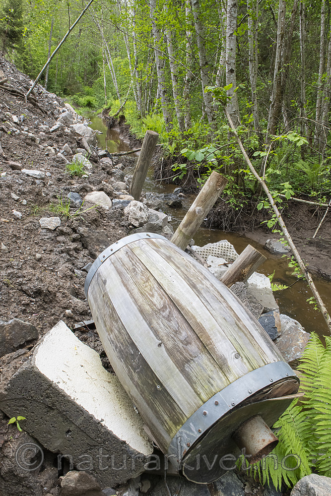 BB_20190526_0169 / Alnus incana / Gråor <br /> Matteuccia struthiopteris / Strutseving