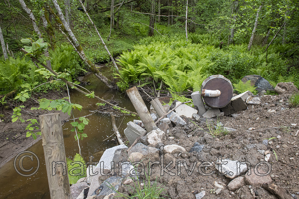 BB_20190526_0170 / Alnus incana / Gråor <br /> Matteuccia struthiopteris / Strutseving