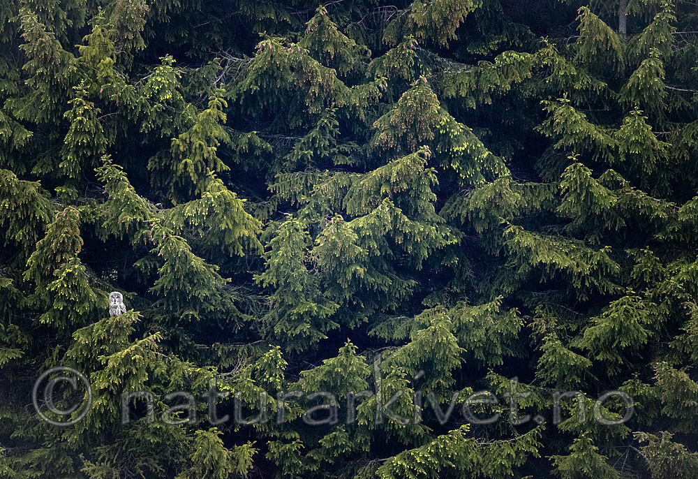 BB_20190602_0073 / Strix nebulosa / Lappugle