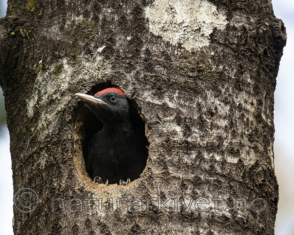 BB_20190623_0591 / Dryocopus martius / Svartspett
