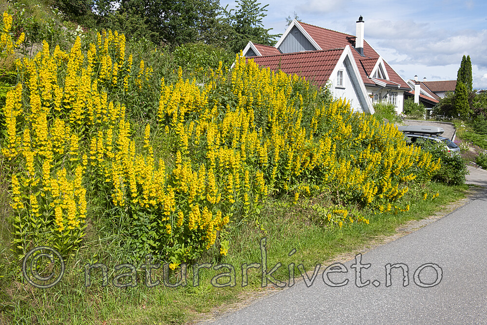 BB_20190703_0060 / Lysimachia punctata / Fagerfredløs