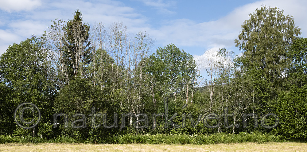 BB_20190709_0002 / Alnus incana / Gråor