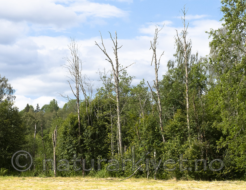 BB_20190709_0003 / Alnus incana / Gråor