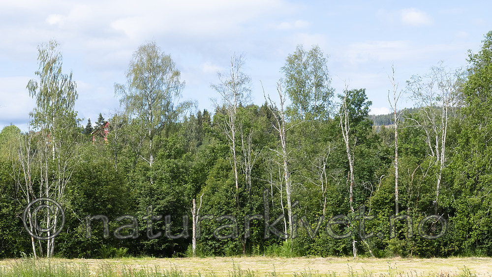 BB_20190709_0009 / Alnus incana / Gråor