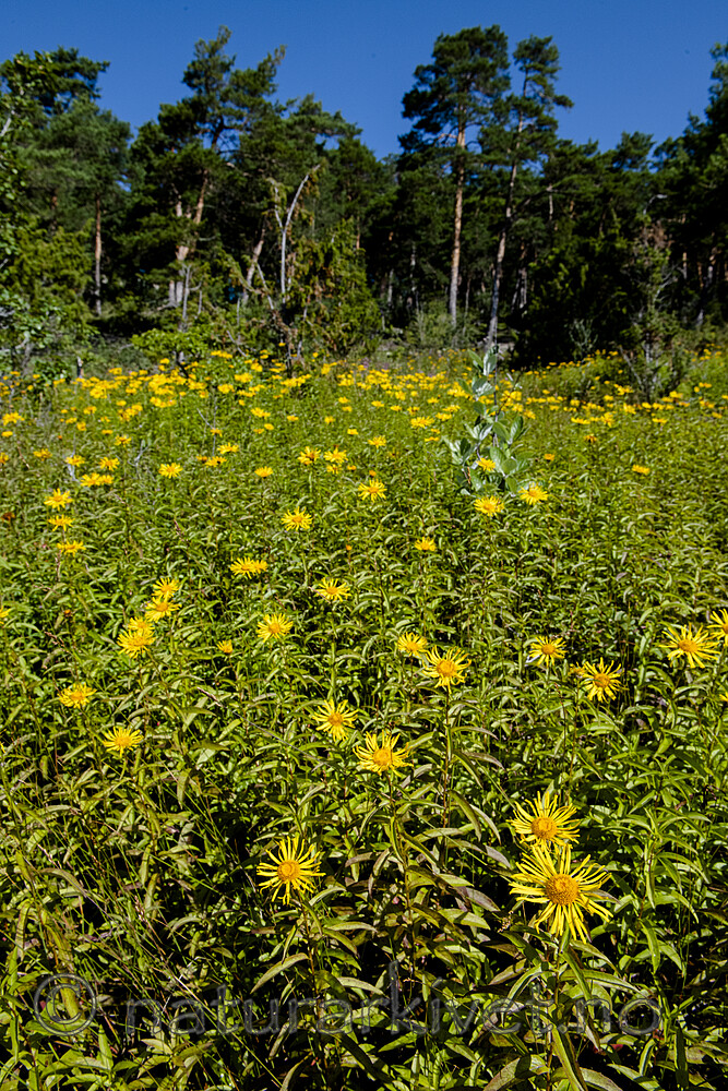 BB_20190716_0163 / Inula salicina / Krattalant