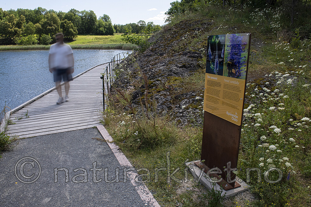 BB_20190716_0324_2 / Seseli libanotis / Hjorterot