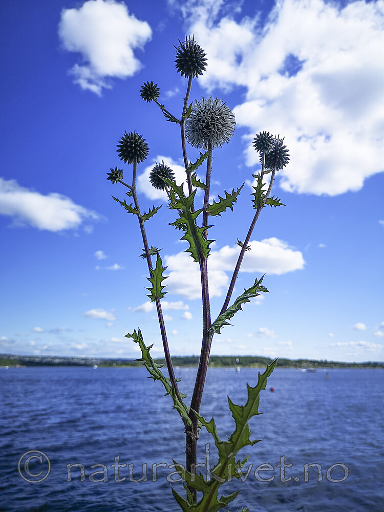 BB_20190716_0504 / Echinops sphaerocephalus / Kuletistel