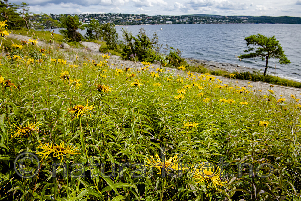 BB_20190720_0234 / Inula salicina / Krattalant