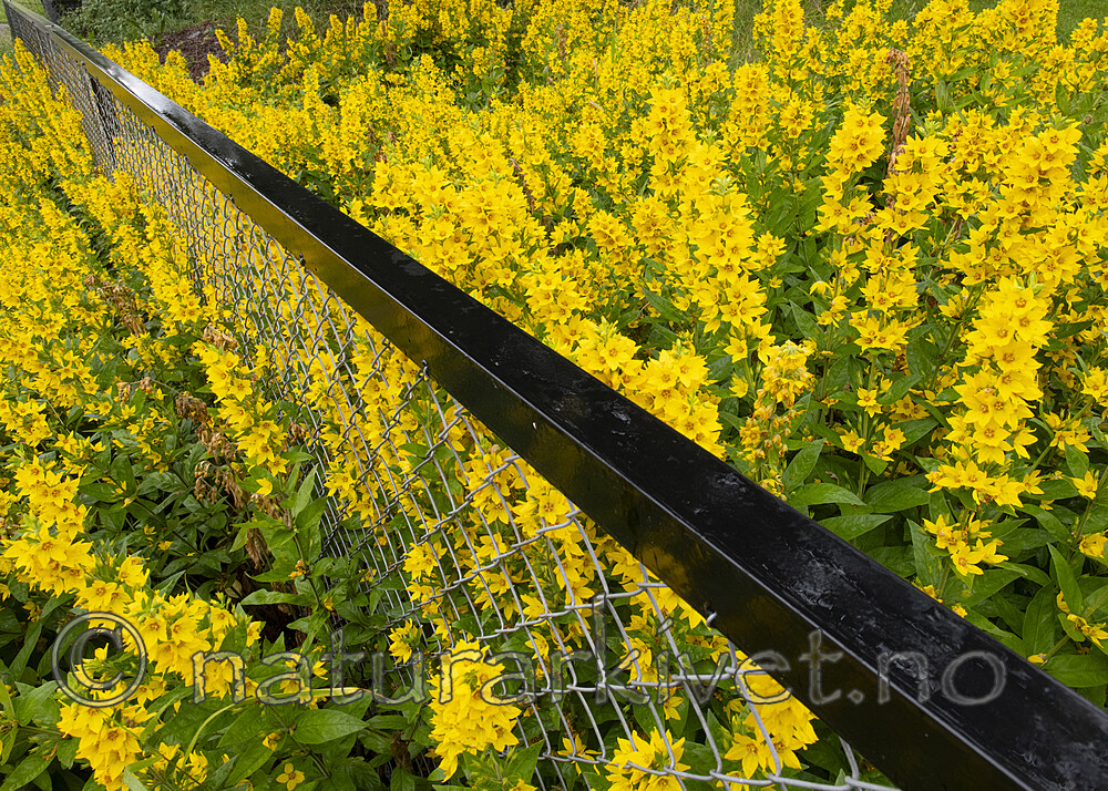 BB_20190721_0017 / Lysimachia punctata / Fagerfredløs
