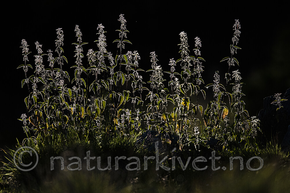 BB_20190723_0010 / Urtica dioica / Stornesle