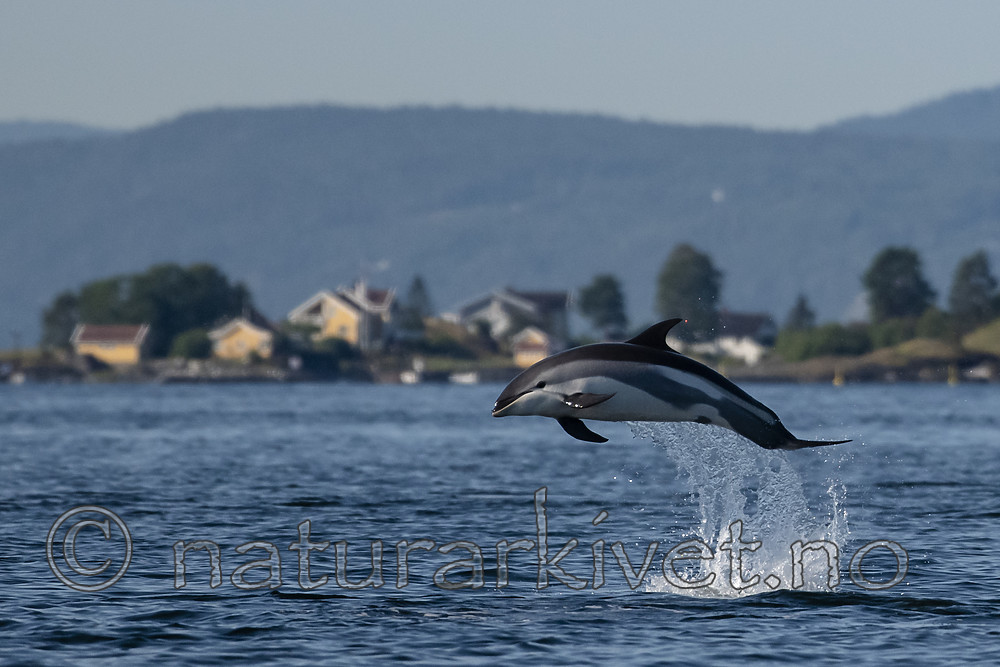 BB_20190802_0300 / Lagenorhynchus acutus / Kvitskjeving