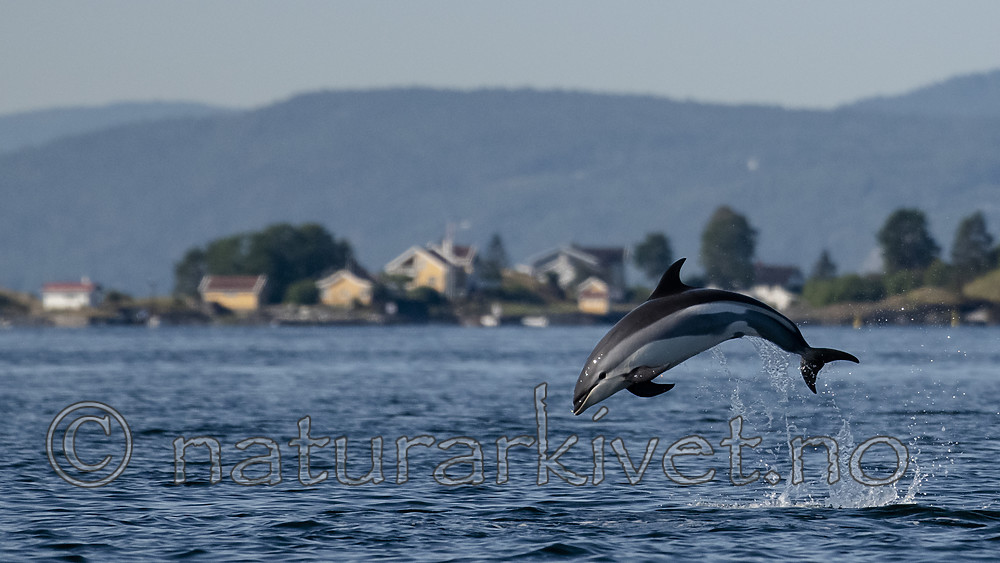 BB_20190802_0301 / Lagenorhynchus acutus / Kvitskjeving