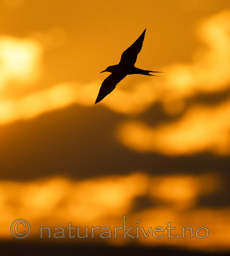 BB_20190803_0042 / Sterna hirundo / Makrellterne