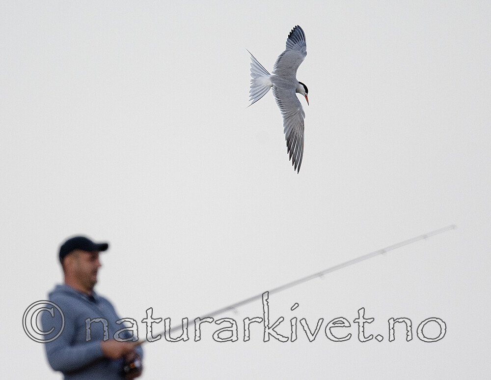 BB_20190803_0231 / Sterna hirundo / Makrellterne