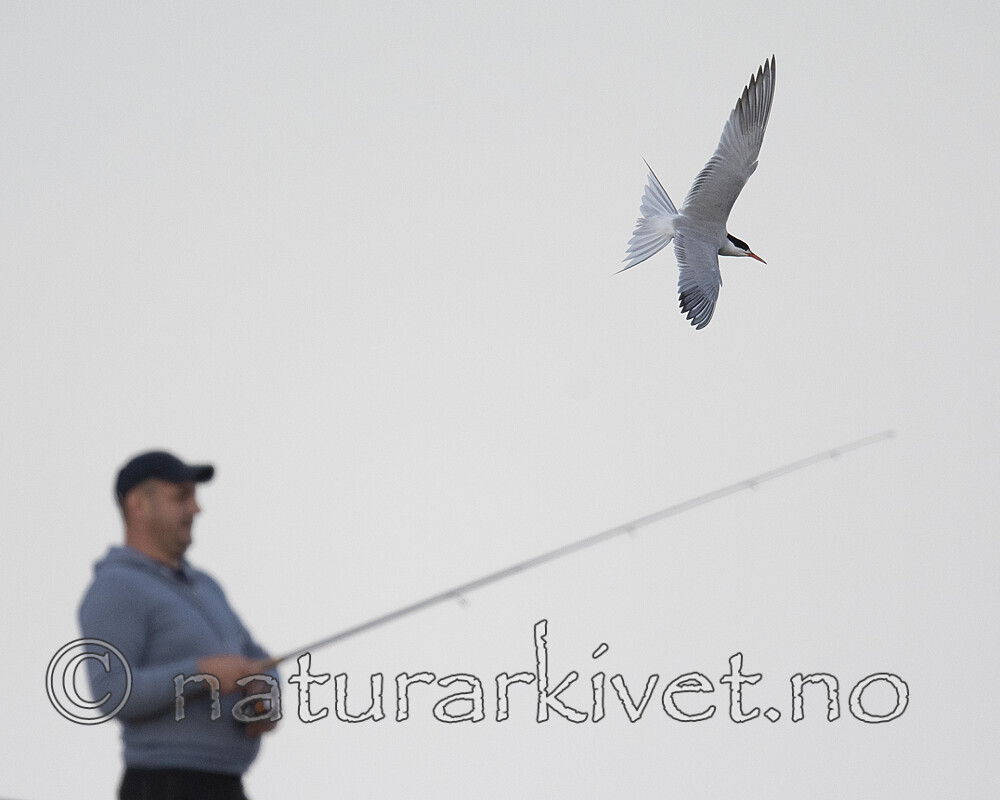 BB_20190803_0232 / Sterna hirundo / Makrellterne