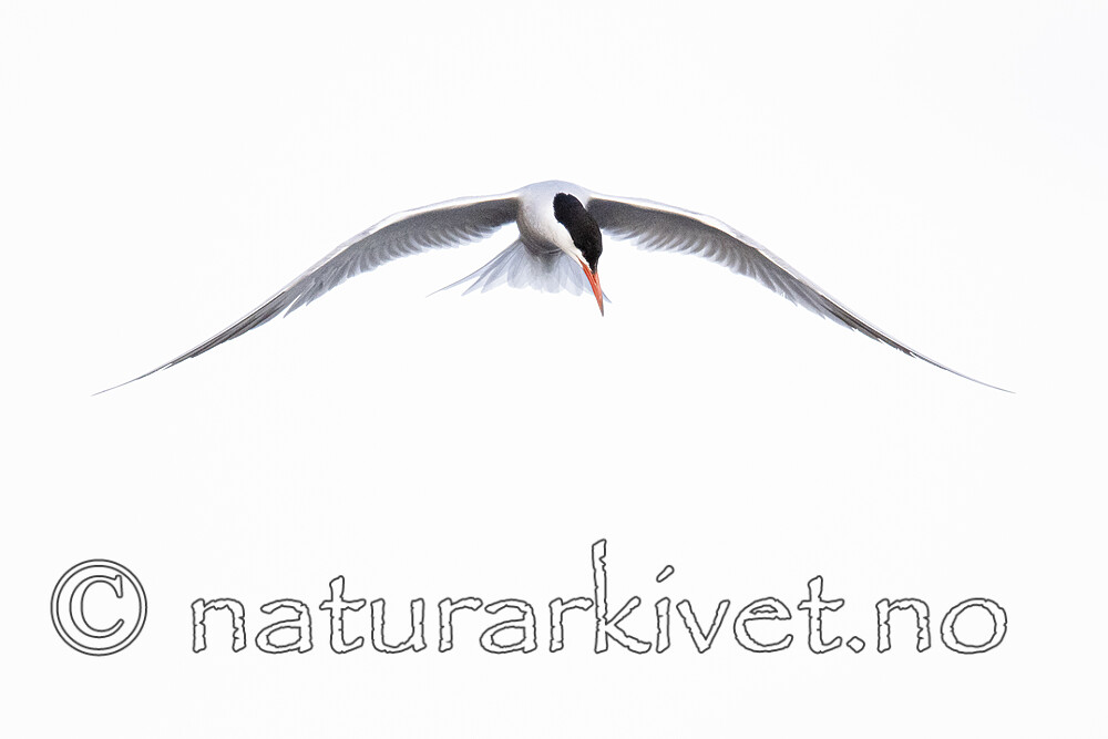 BB_20190803_0298 / Sterna hirundo / Makrellterne
