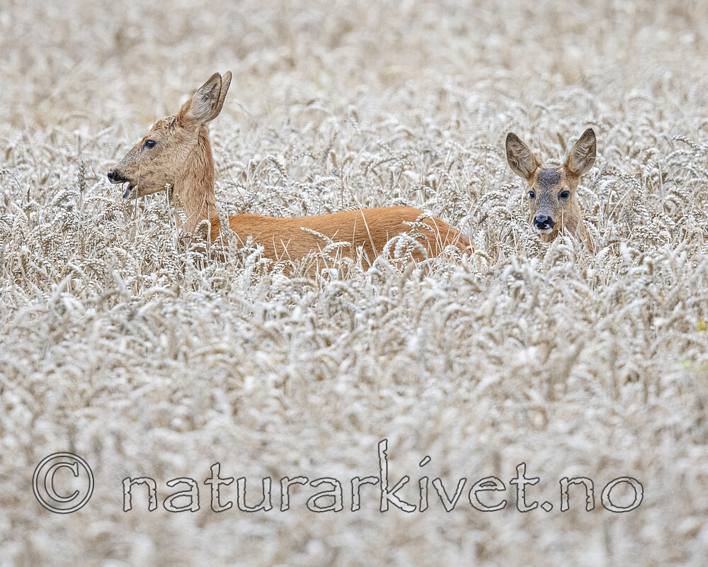 BB_20190825_0008 / Capreolus capreolus / Rådyr <br /> Triticum aestivum / Hvete