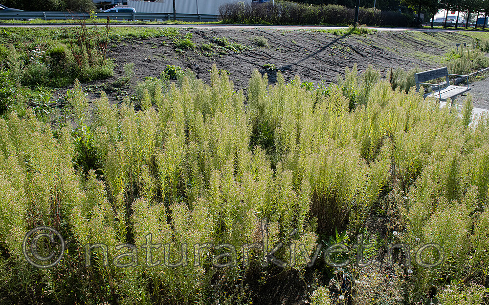 BB_20190902_0014 / Conyza canadensis / Hestehamp