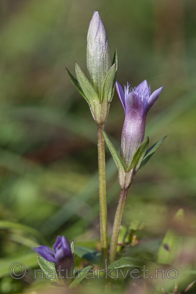 BB_20190913_0077 / Gentianella uliginosa / Smalsøte