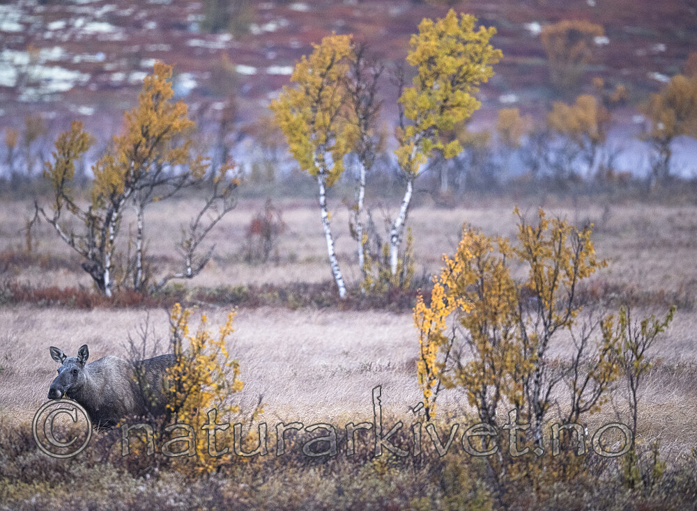 BB_20190923_0038 / Alces alces / Elg